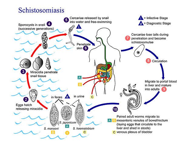 New Mechanism Discovery: How A Parasite Causes Cancer