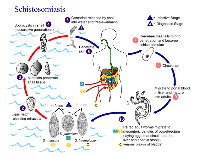 Schistosomiasis- New Urine Test Could Help Millions