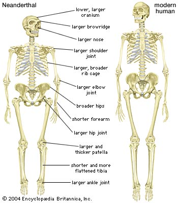 The Short Legs Of The Neanderthal