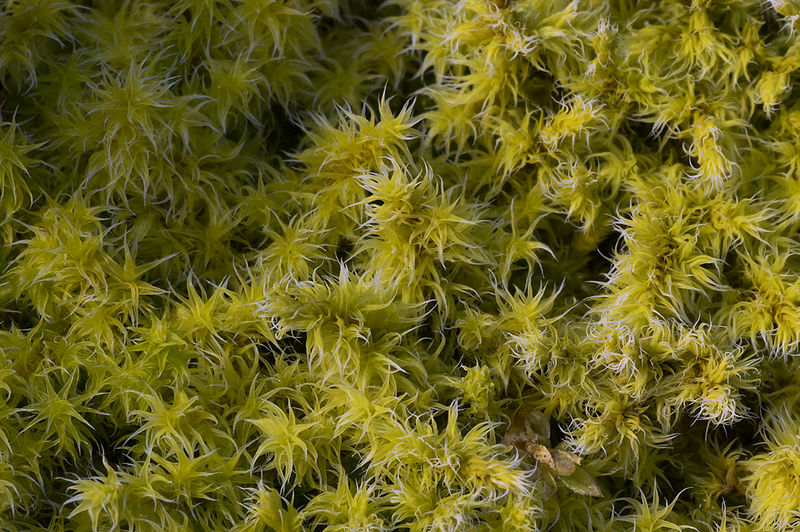 Closeup of mosses growing on a rock in Beacon Hill Park, Victoria, BC, Canada. Photo by Jesse Hickman, licensed under the Creative Commons Attribution-ShareAlike 2.5 License.