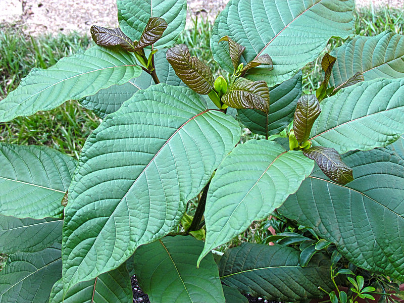 A Mitragyna Speciosa tree. Photo by ThorPorre.