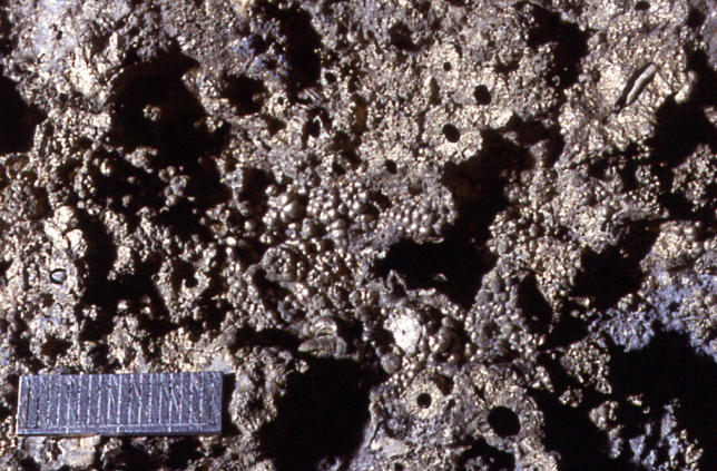 A view from above a chimney field, showing the chimneys (round black circles) and bubbles, which contain chambers. The object placed for scale is two centimeters across. These fossil chimneys were formed well after life's origin, but may be similar to those in which, according to one hypothesis, metabolism first began (by Richard Robinson in PLoS, Nov 2005).