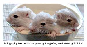 Update : Psychoacoustics Of Mongolian Gerbils 