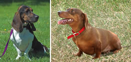 Bassett Hound and Dachshund FGF4 study NHGRI