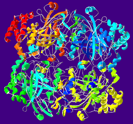 Molecular structure of catalase, the antioxidant specific for H2O2