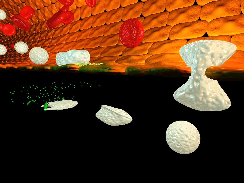 Cells of the immune system (white) attacking bacteria (green) Image by Greg Luerman