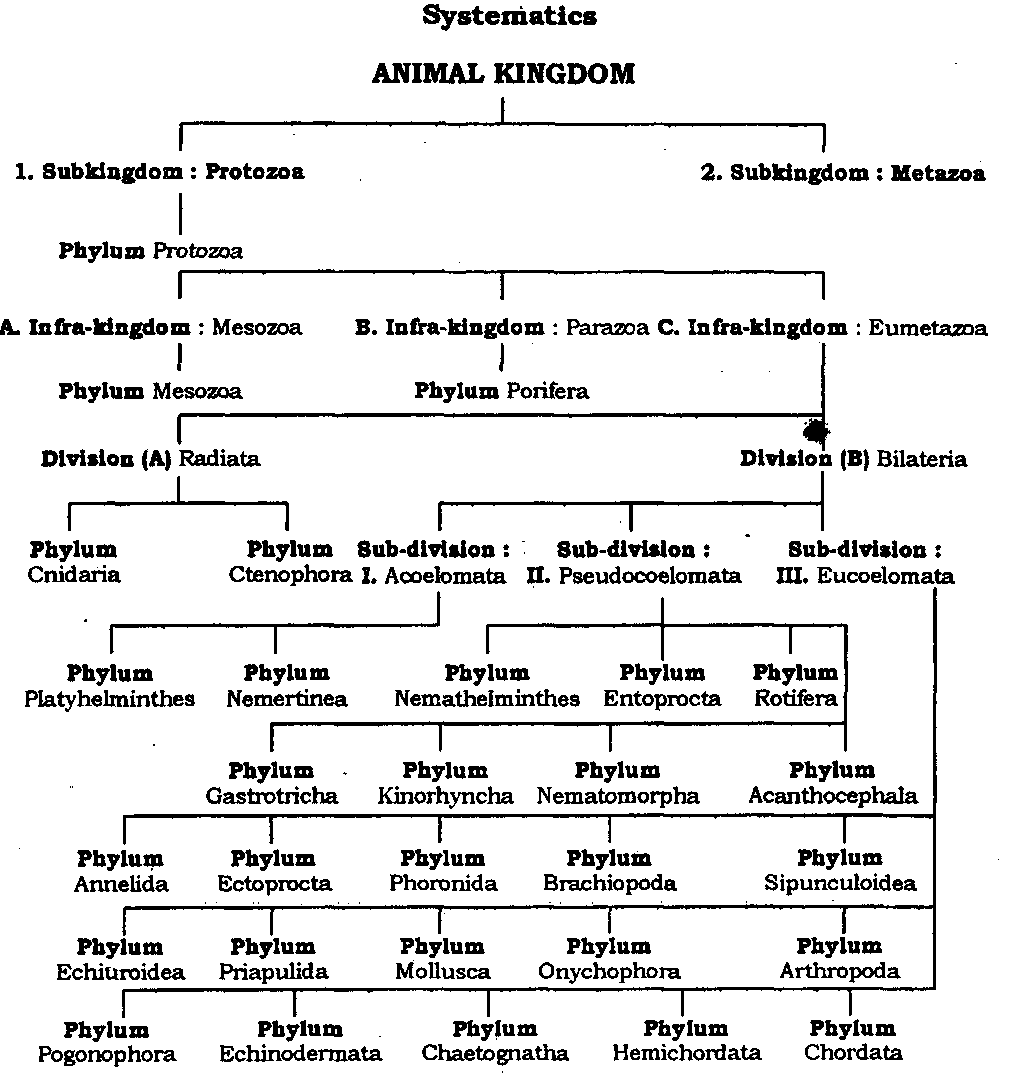 Animal Phylum Characteristics Chart