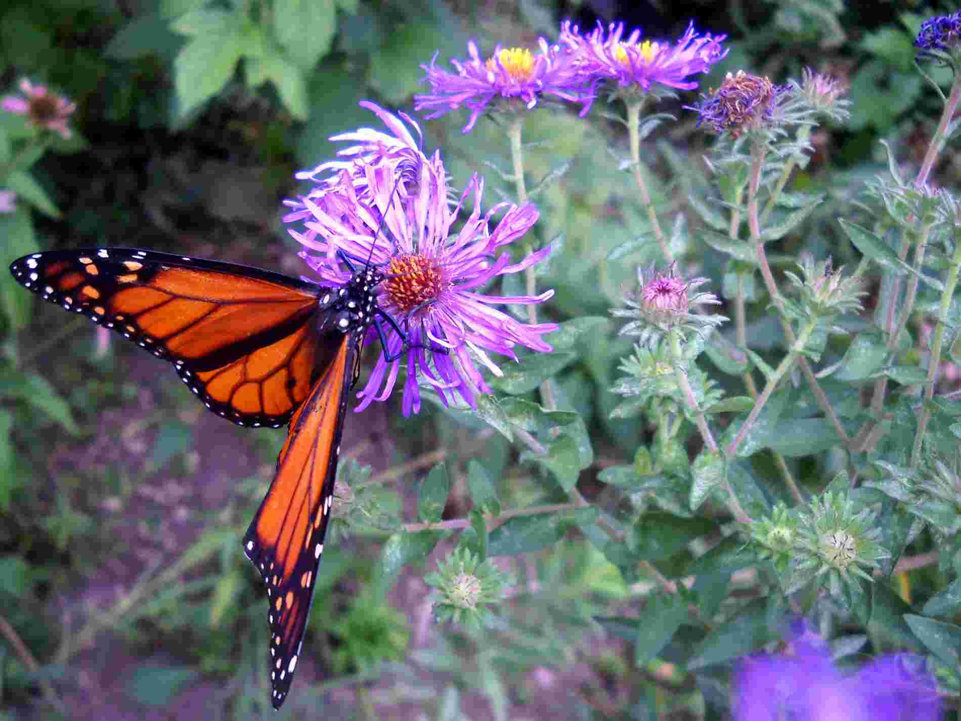 A Monarch during a brief "nectar and go" landing in our neighborhood, by Shamanic Shift (a.k.a. ECP) on Flickr.com
