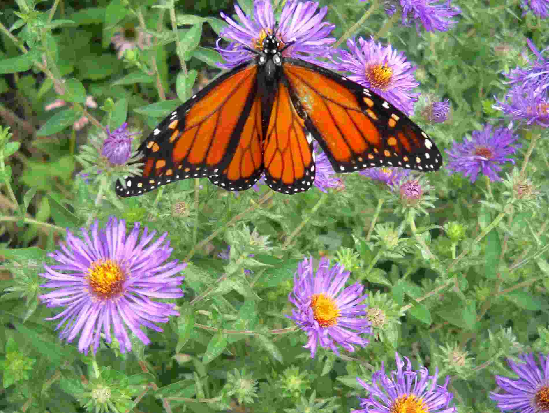 Monarch butterfly refueling with nectar from New England asters on the east side of Milwaukee, Wisconsin, on September 5, 2010, early afternoon, by Shamanic Shift (a.k.a. ECP) on Flickr.com