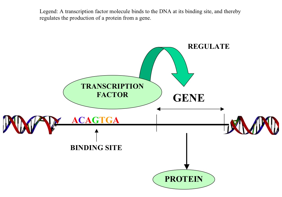 Three Waves Of Innovation In Vertebrate Evolution