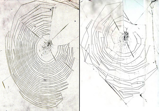 Spider News: Messy Webs and Tarantula Hearts