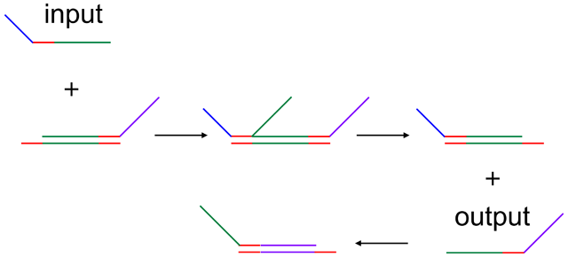 DNA Computer Calculates Square Roots