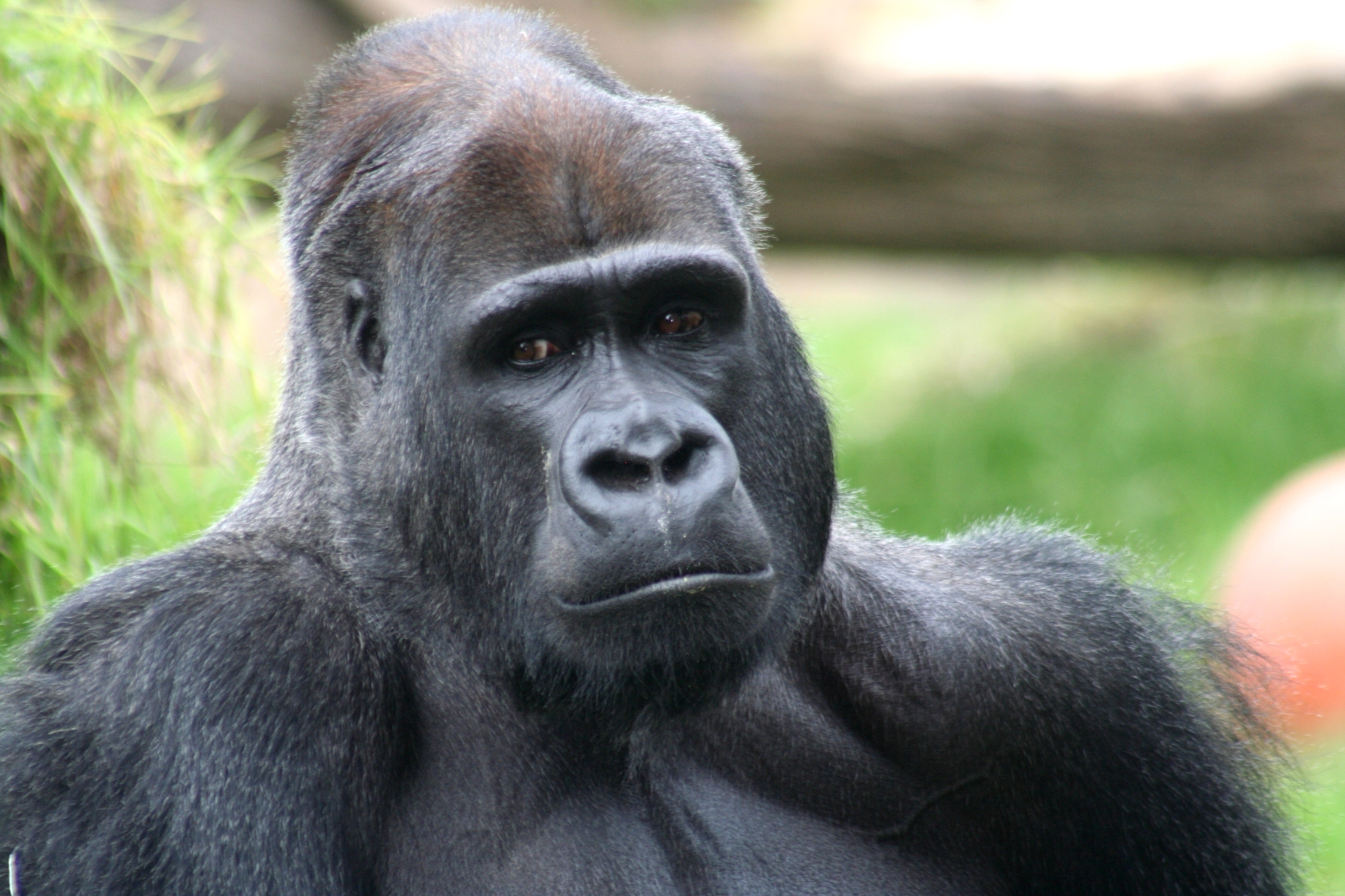 Gorillas And The Future Of Crop Biotechnology