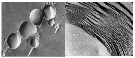 Compartments And Cycles: Testing An Origin Of Life Hypothesis