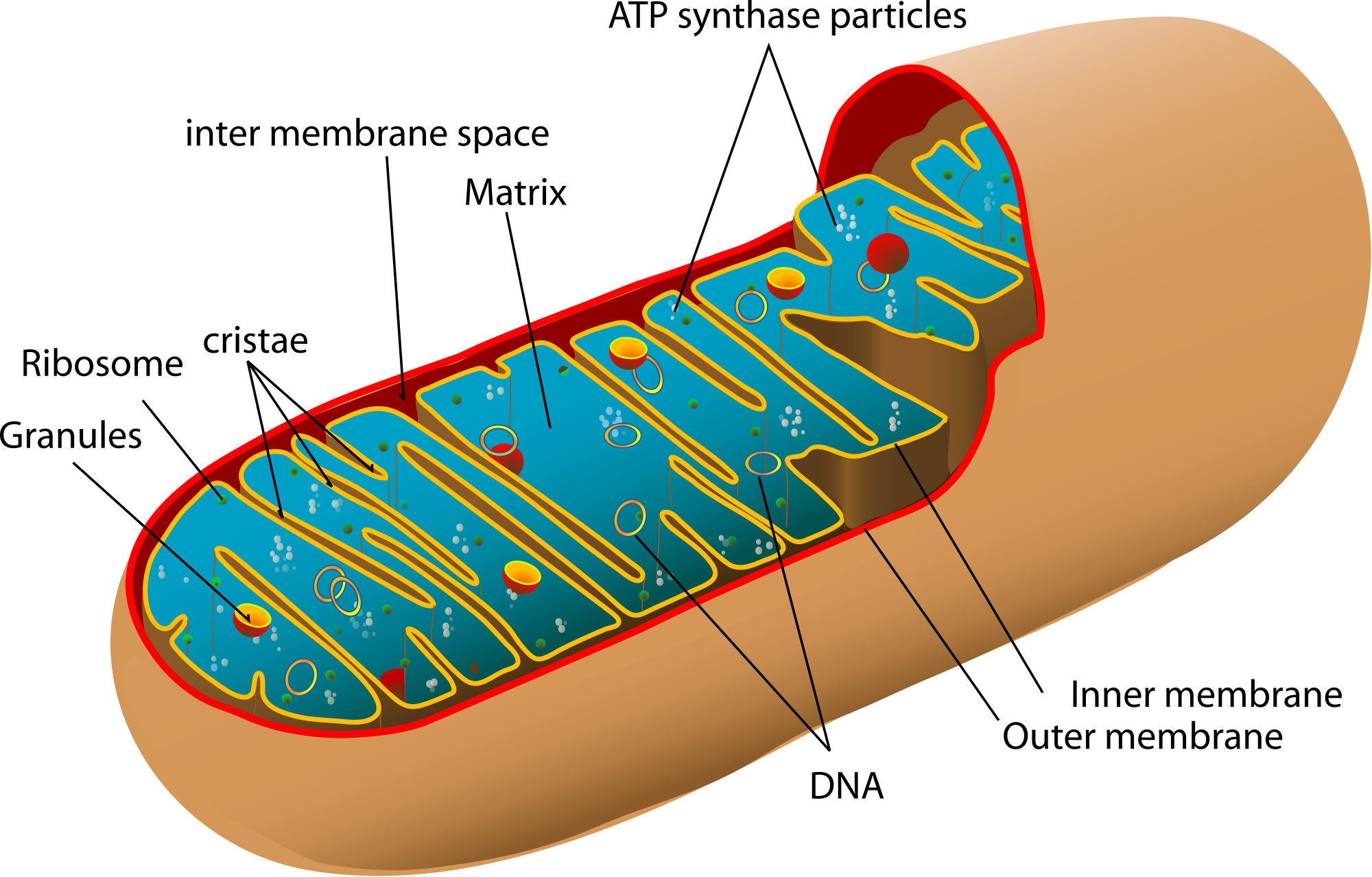 Shape-Changing Mitochondria Are Life Saving Mitochondria 