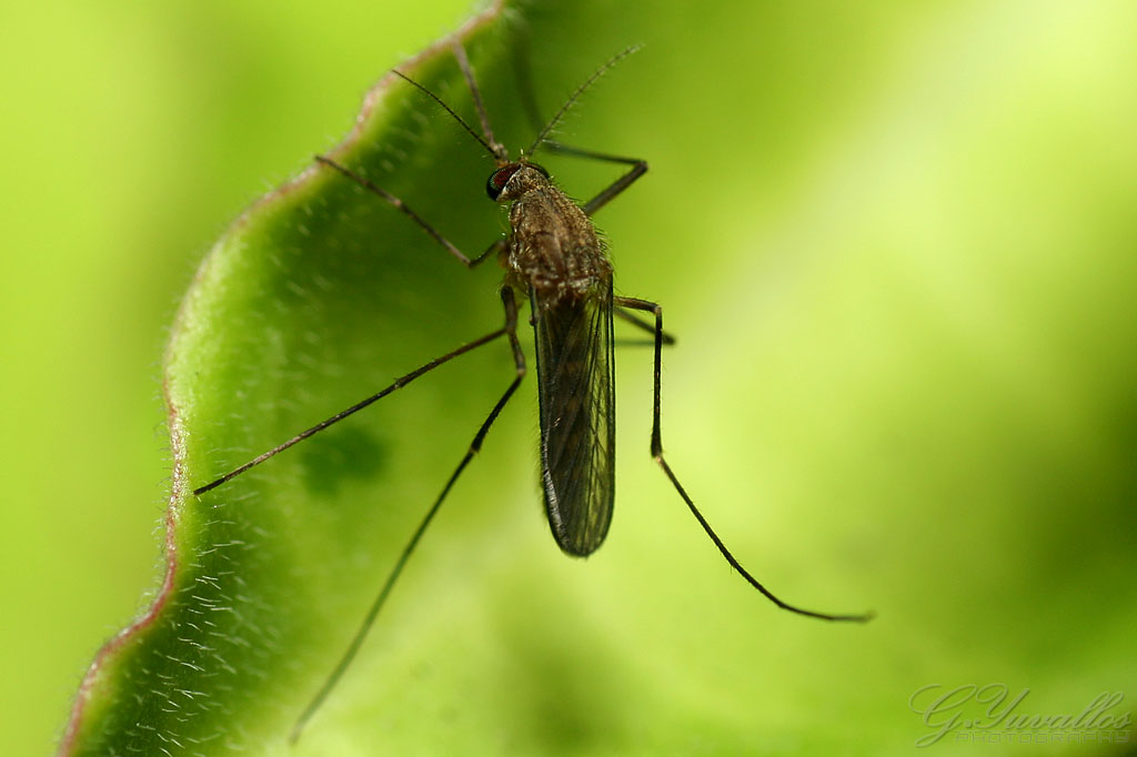 A mosquito resting on a leaf, by Gerald Yuvallos on Flickr.com
