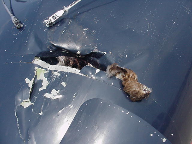  young bald eagle remains in a Dash Seven turboprop.