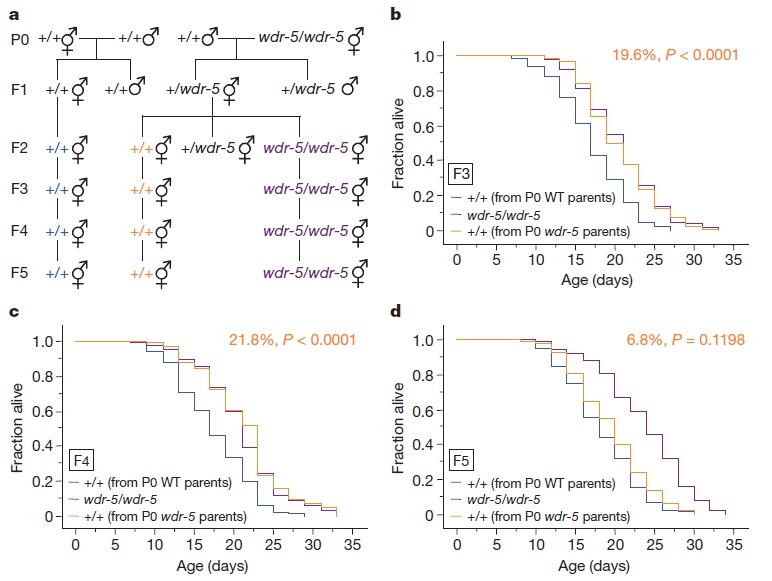Epigenetic Inheritance Of Longevity