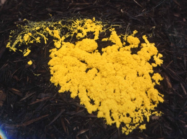 Using Slime Mold To Build Rail Networks