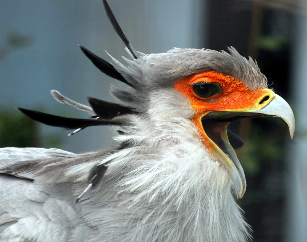The Secretary Bird, (Sagittarius serpentarius), a large, mostly terrestrial bird of prey, model for scientific re-construction of the possible feeding mechanisms employed by dinosaur-like 'terror birds' that once walked the earth five million years ago, by Law Keven, via Flickr.com