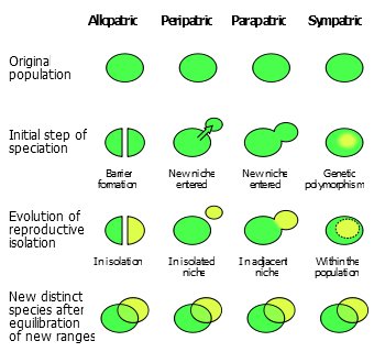 Where does species diversity come from?