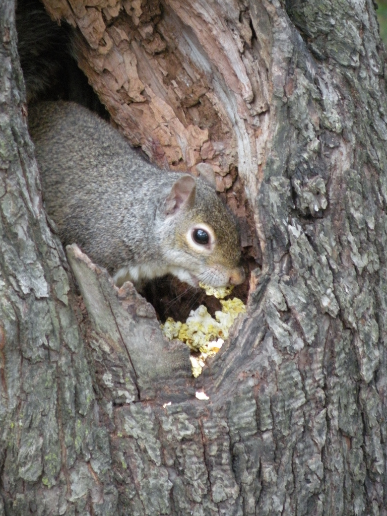 A squirrel tucking into popcorn leftovers, by Liangjinjian, via Flickr.com