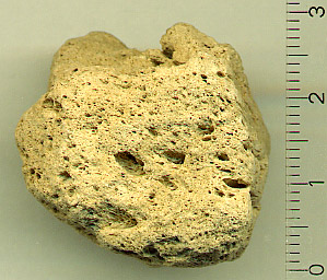 Pumice As Cradle Of Life?