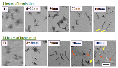 Stem cells incubated on nanowires. Oh, et al.