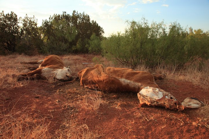 Live stock suffer from drought in Texas