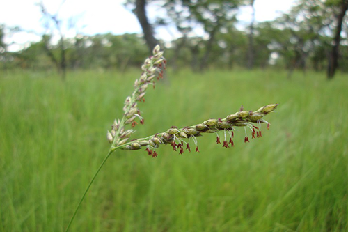 Grasses Have Been Genetically Modifying For Millenia - By Stealing