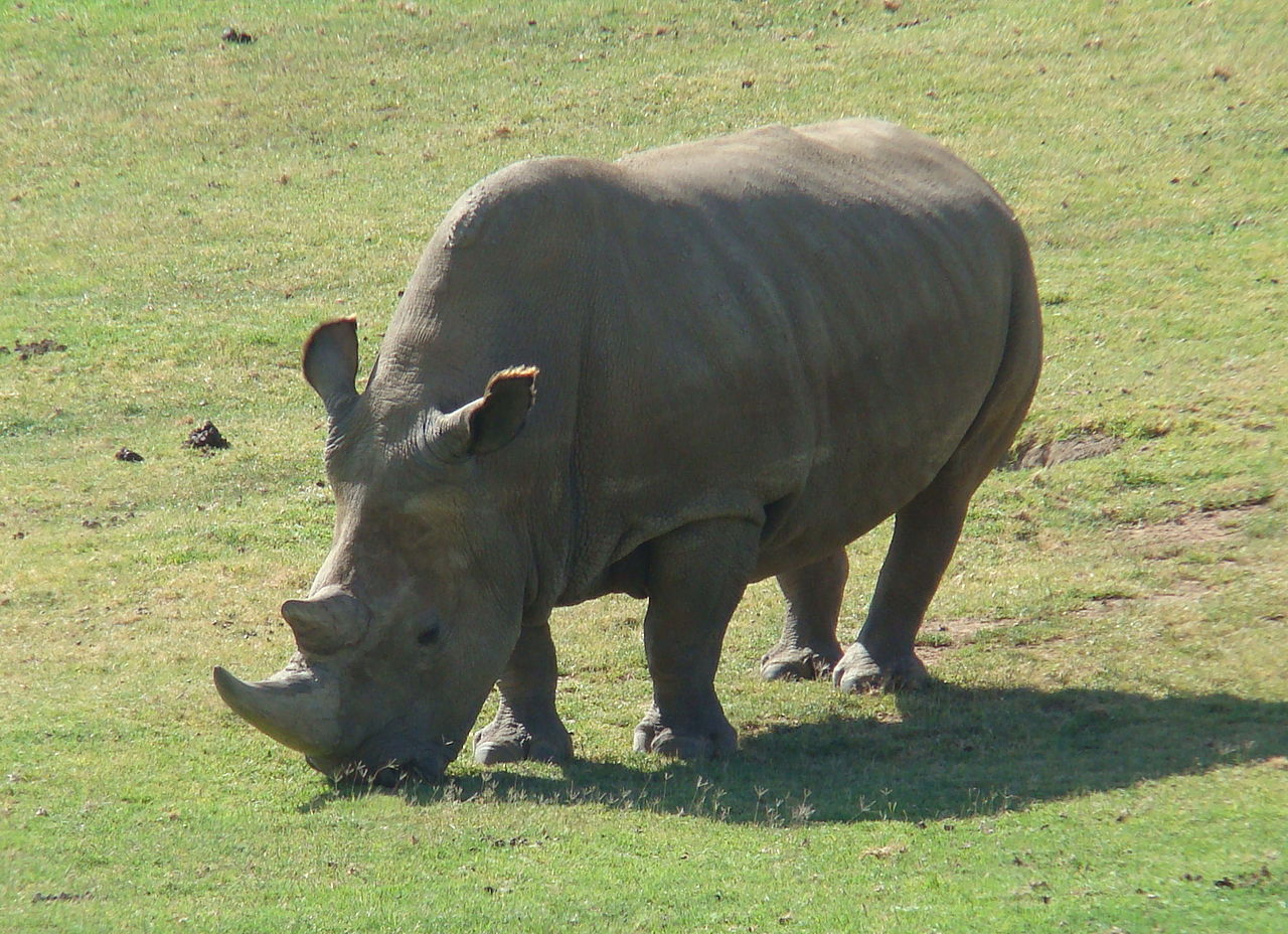 The Northern White Rhino Is Not Going Extinct, It Isn't  A Species And There Are 20,000 Of The Species Left