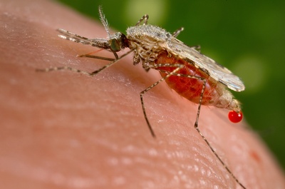Malaria Mosquito Anopheles Stephensi Found In Ethiopia For The First Time