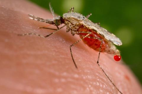 Genetic Engineering May Lead To A World Where Malaria Can Be Contained Without DDT