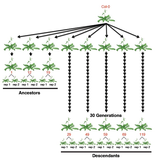 Epigenetic Code Evolves Rapidly