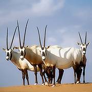 Conservation Success Story: The Arabian Oryx