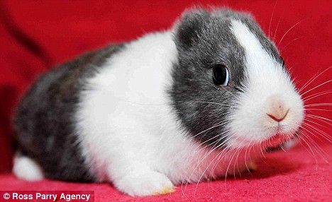 Meet the Earless Fukushima Bunny