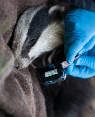 Of Badgers, Cattle, And Bovine TB