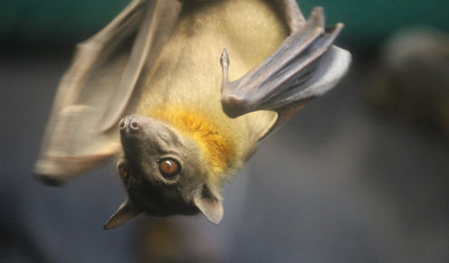 Ebola: Bats Get A Bad Rap When It Comes To Spreading Diseases