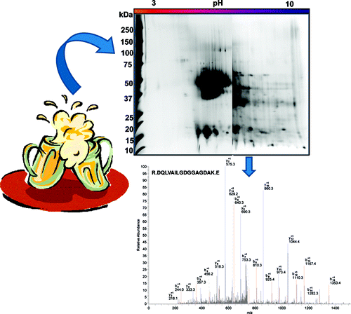 beer proteome