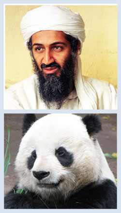 If Osama Bin Laden Was A Panda, We Could Find Him With Satellites