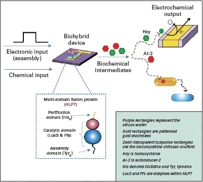 Cyborg Bacteria Can Defeat Bioterrorism