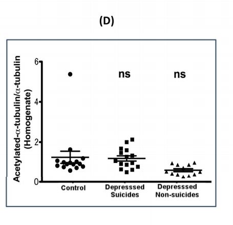 The Biology Of Depression - Similarities In Suicide And Other Brains