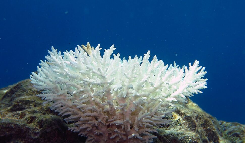 Coral Reefs Recover Quickly After Bleaching Due To Water Temperature Changes