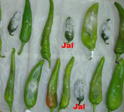 Pepper, Cure Thyself!  Hotter Chilis Aren't Better Against Blight