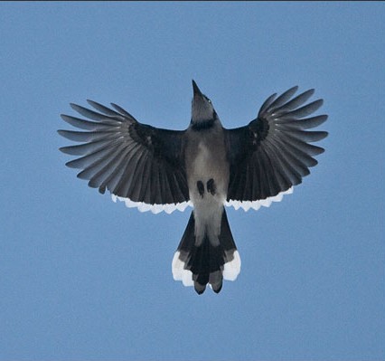 Blue Jay in flight