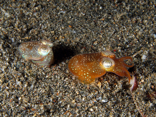 Mr. and Mrs. Bobtail Squid by Nick Hobgood on Flickr