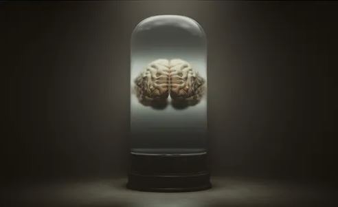 Brain Organoids: How Soon Before Lab Grown Mini Brains Achieve Consciousness? Brain Organoids: How Soon Before Lab Grown Mini Brains Achieve Consciousness?