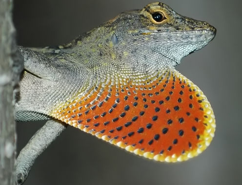 Rapidly Evolving Lizards Show How Some Creatures Can Adapt To Beat Climate Change