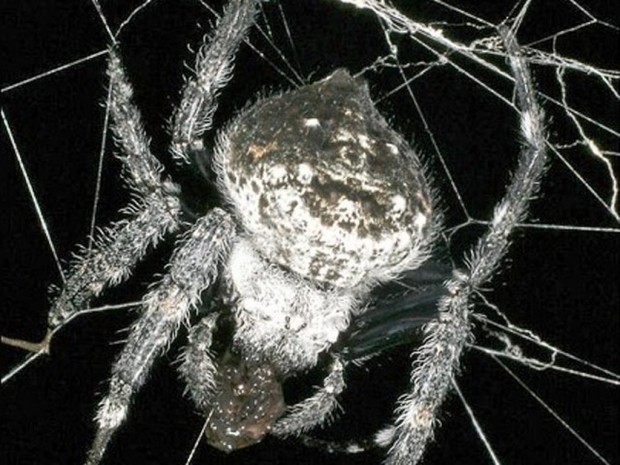 Scientists Discover Oral Sex In Spiders Science 20 