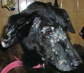 Leishmaniosis: Dog To Dog Transmission Without Biting Reported